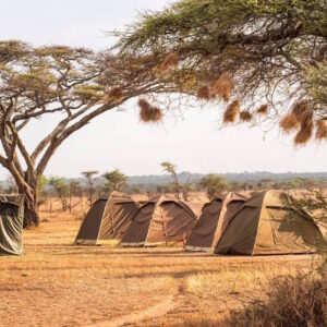 8 Days Big 5 Camping Safari & Hadzabe Cultural Encounter