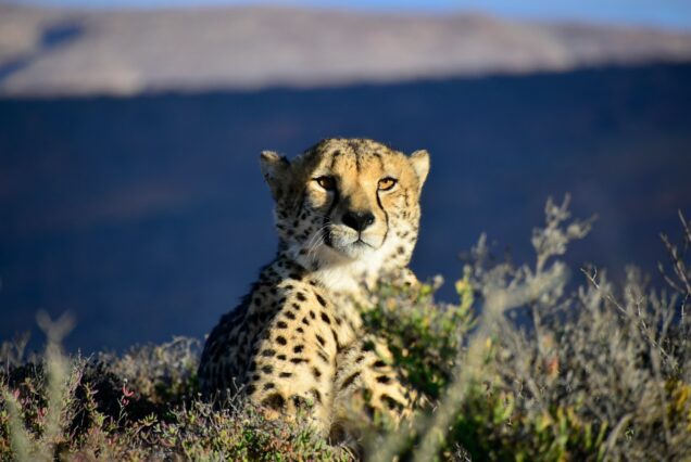 leopard sitting on grass field