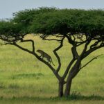 The Green Season in Tanzania: Embracing Nature's Bounty