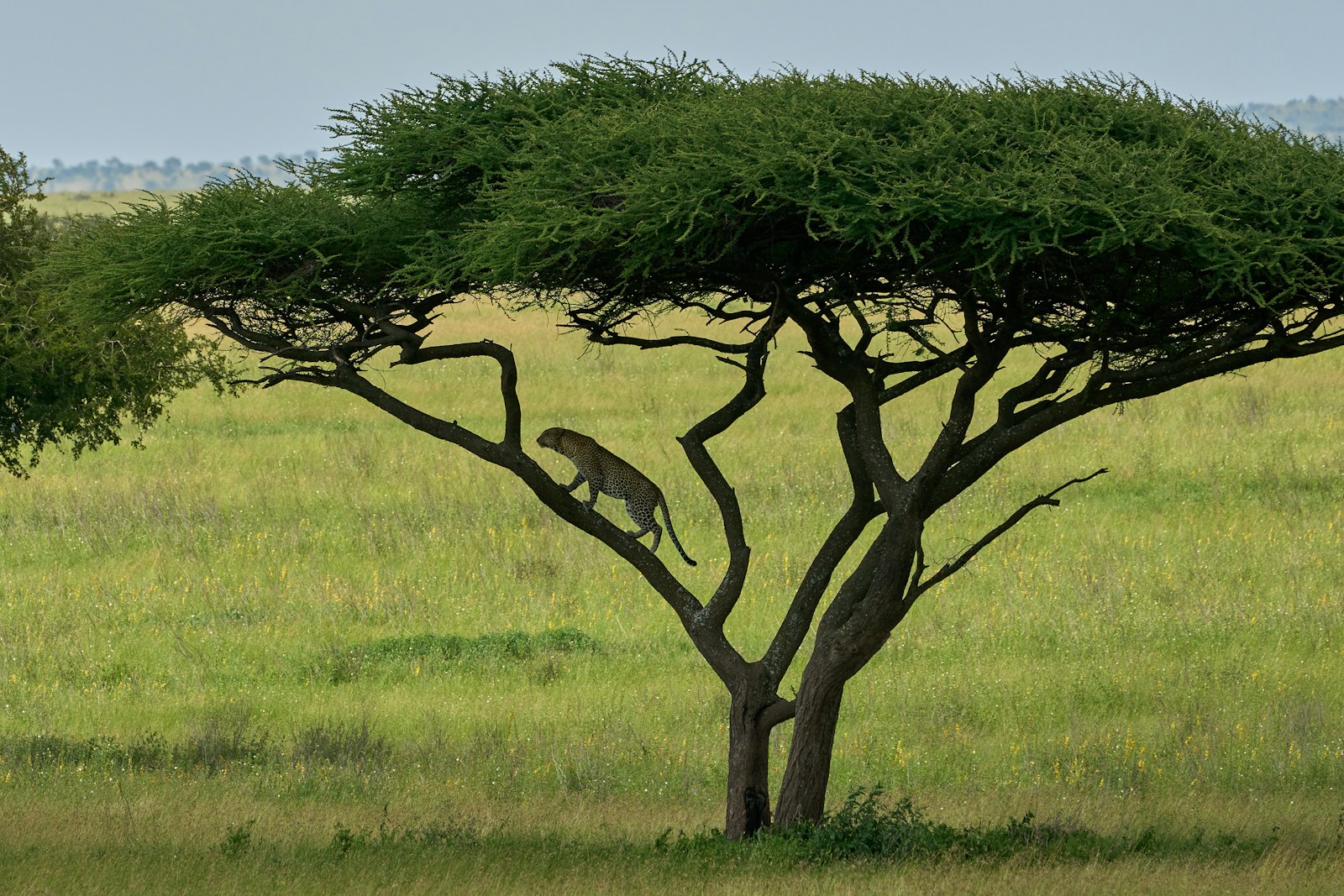 The Green Season in Tanzania: Embracing Nature's Bounty