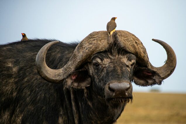 a bird sitting on the back of a buffalo