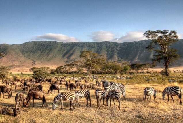 A vibrant scene in Ngorongoro Crater, Tanzania, showing a herd of zebras and wildebeests grazing on dry grass. Rolling mist-clad hills and scattered trees provide a picturesque backdrop under a clear blue sky, making it an ideal destination for mid-range safari Tanzania experiences.