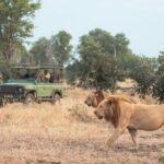Serengeti Safari Animals