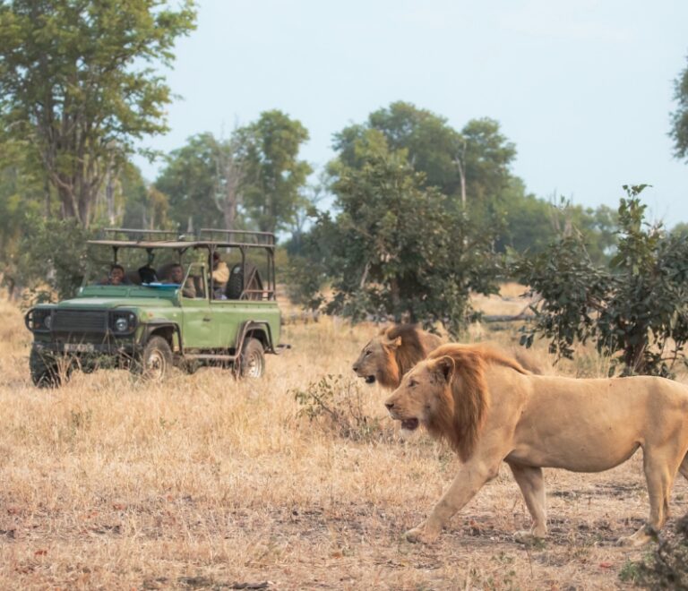 Serengeti Safari Animals