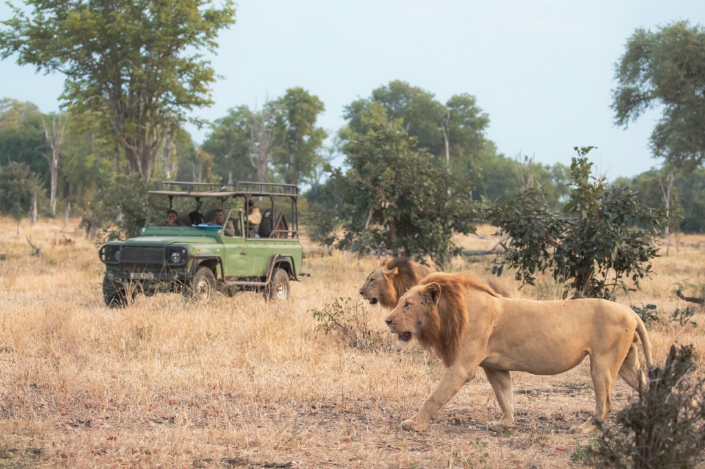 Serengeti Safari Animals