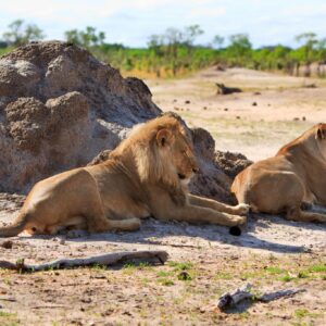 4 Day Marvelous Affordable Tanzania Safari