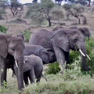 5 Days Serengeti Experience Budget