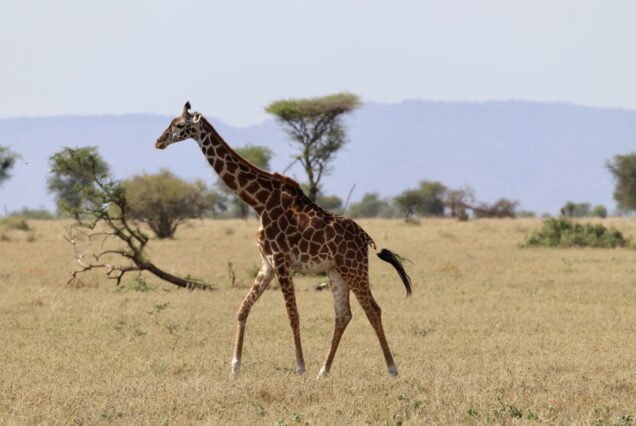 3 Days Tanzania Safari and Adventure Tour
